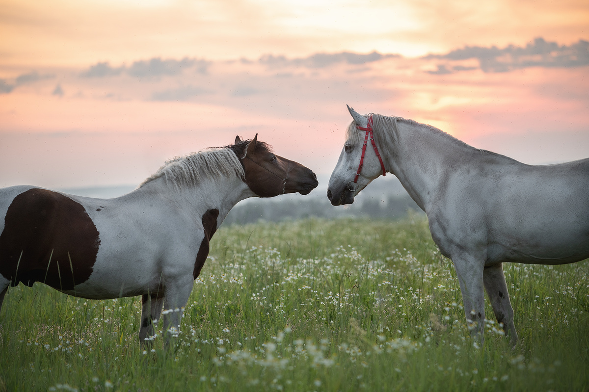 фото: Полина Губарь