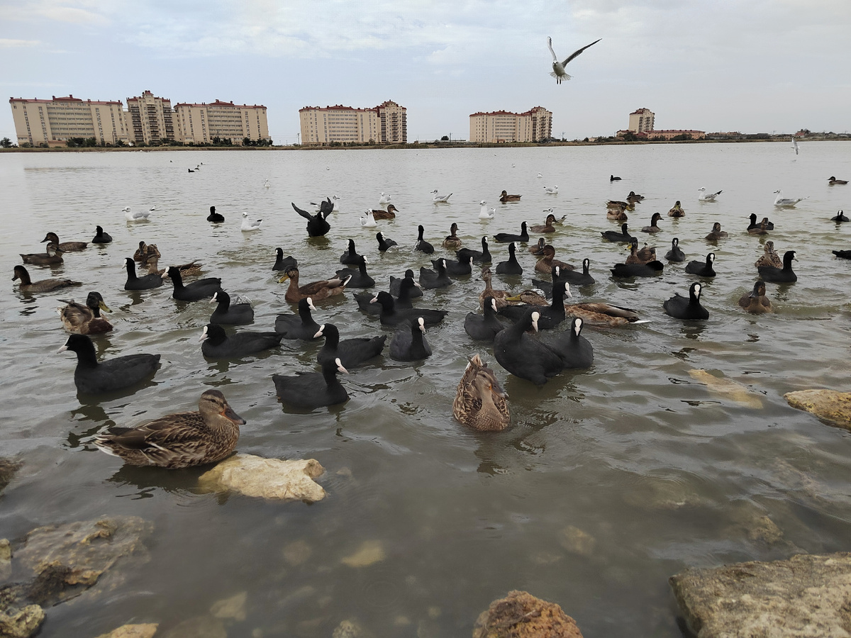 В ожидании кормления