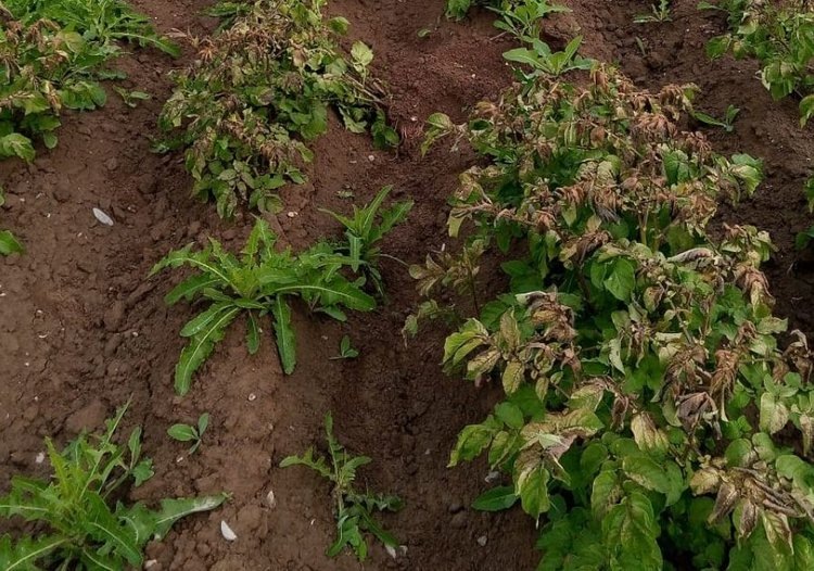    Магаданский картофель начало прихватывать заморозками уже с начала августа