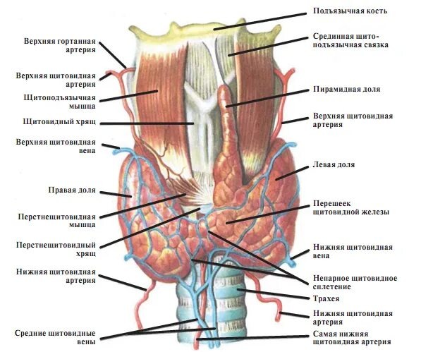 ЩЖ расположена на шее, состоит из двух долей и расположенного между ними перешейка. Примерный объем железы у женщин 18 мл, у мужчин 25 мл. 