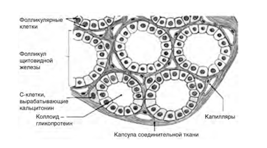 Строение фолликула ЩЖ. Следует также отметить,что помимо тиреоцитов, в ЩЖ есть С-клетки, вырабатывающие кальцитонин. 