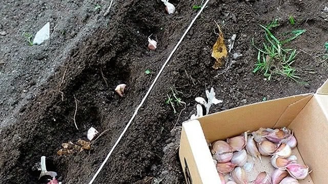 Огородник высаживает зубчики чеснока в подготовленные борозды на грядке.