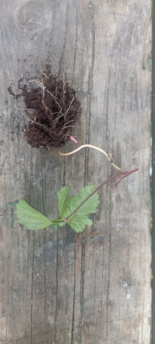 Укоренившийся ус костяники. 