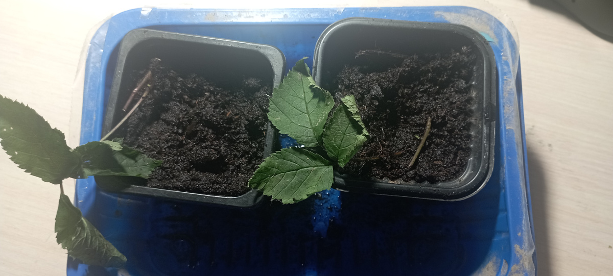 Посадил усы в стаканчики