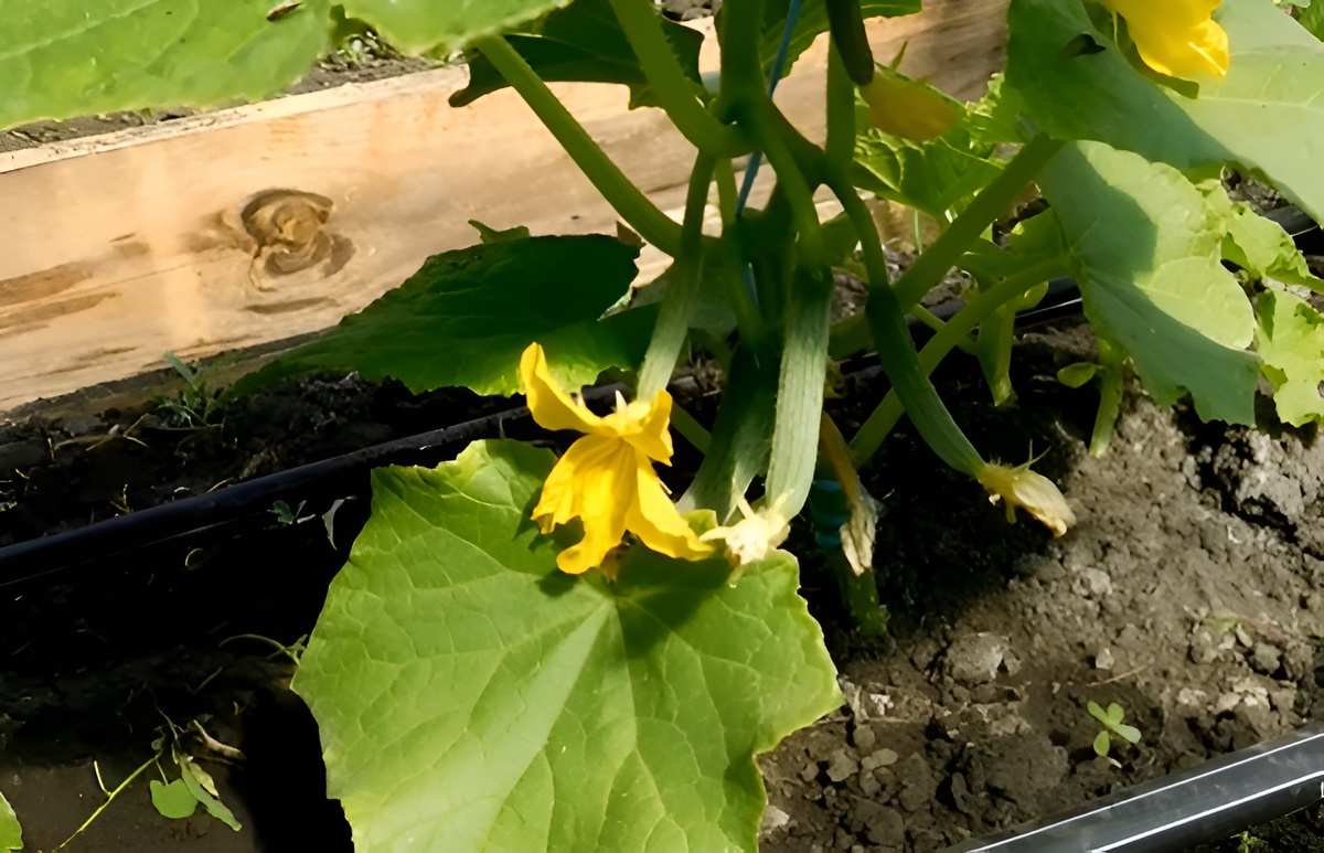 Желтение листа огурцов. Желтые листья огурцов. Огурцы желтеют листья. Желтые листья у огурцов в теплице. У листьев огурцов желтеют листья.