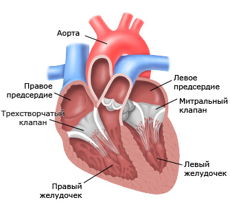 На этом рисунке показано нормальное сердце. Сердце имеет 4 камеры: правое предсердие, левое предсердие, правый желудочек и левый желудочек. Кровь течет из правого предсердия в правый желудочек через трехстворчатый клапан. Из левого предсердия в левый желудочек кровь течет через митральный клапан.