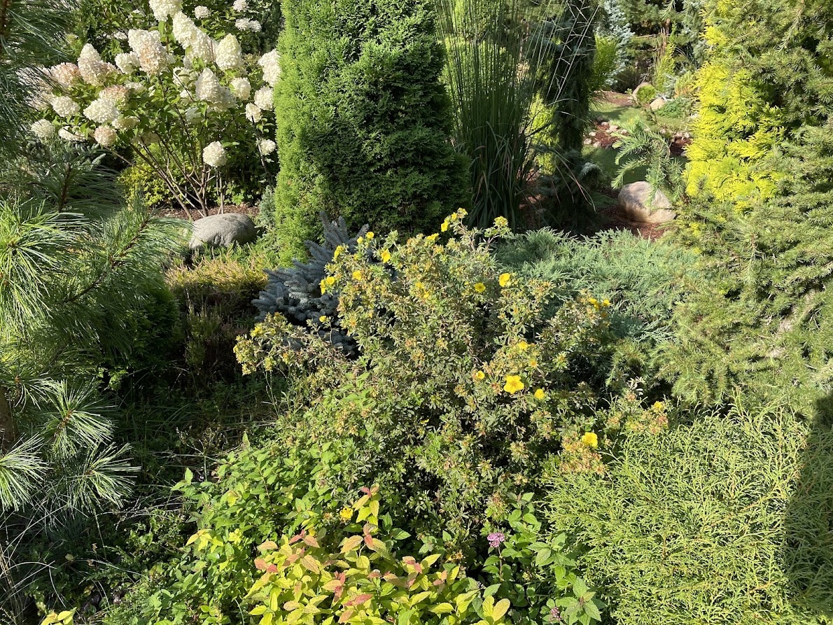 Potentilla fruticosa Goldfinger