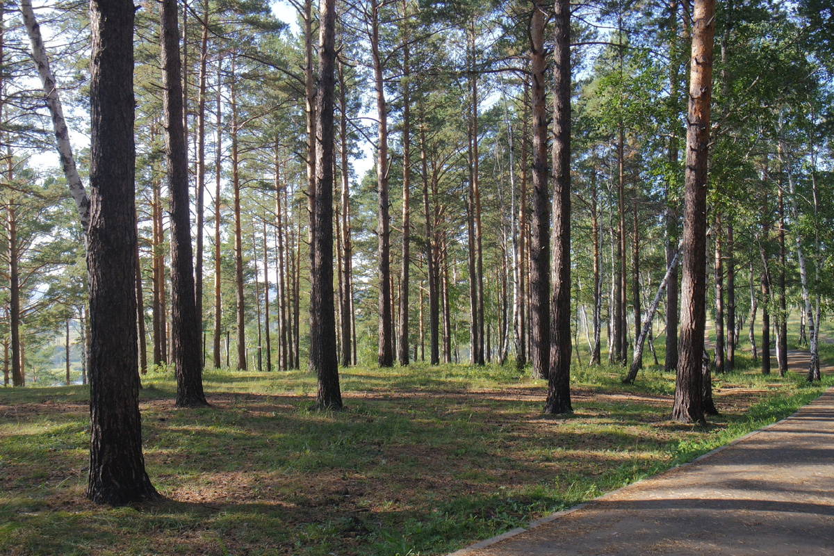 Лес на Синюшиной горе