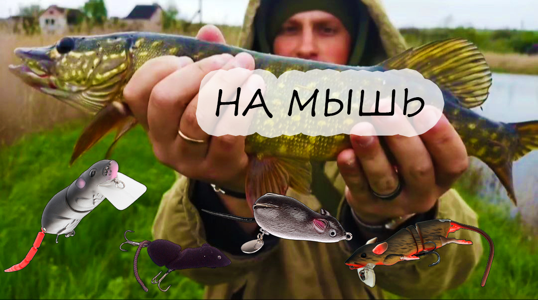 Мой трофей на мышку