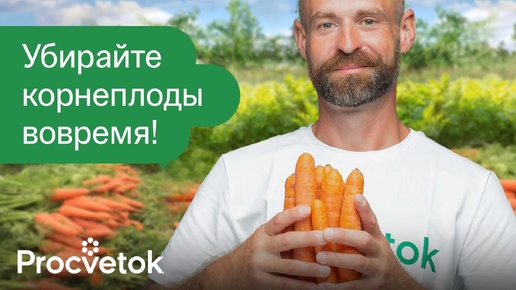 Срочно выкопайте морковь и свеклу, если увидите такие признаки! Корнеплоды сочные и лежат до весны