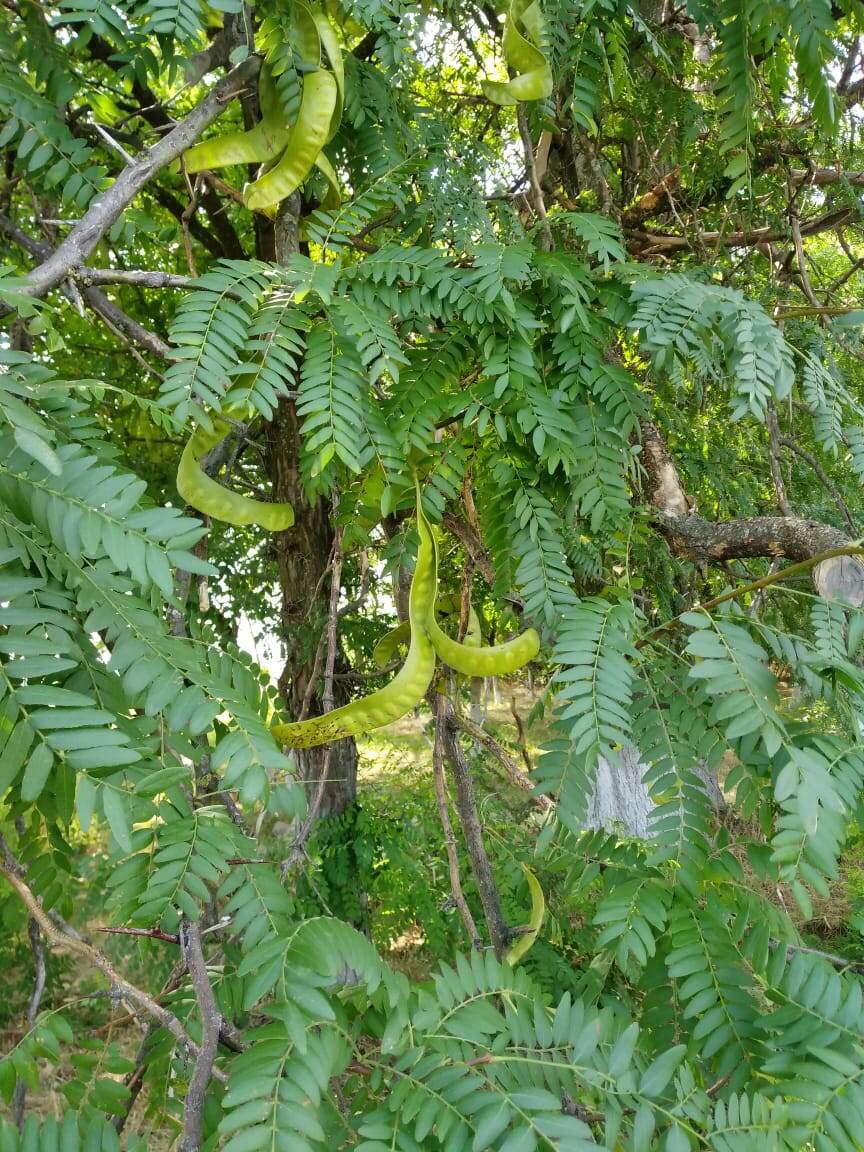 Поразили размеры акации, у нас это просто небольшой куст