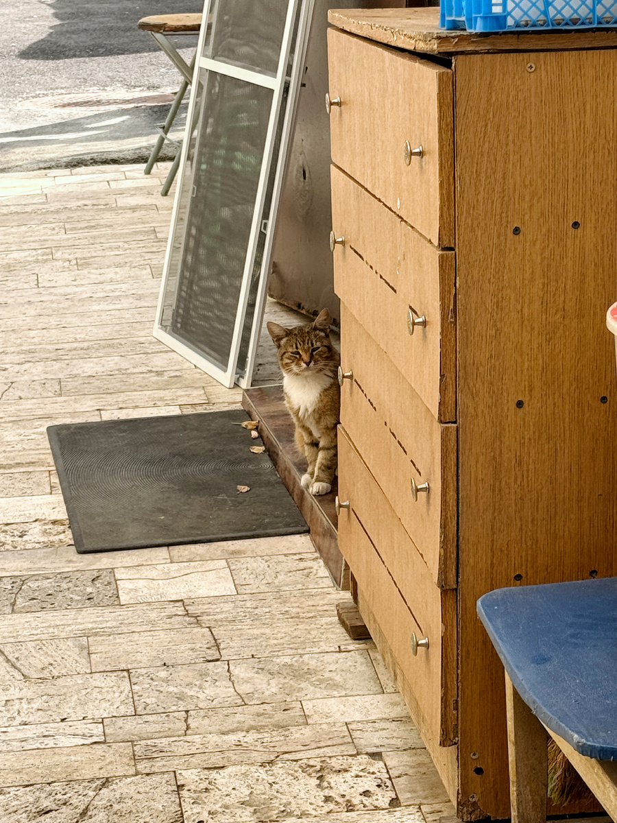 Кошка провожает в дорогу 