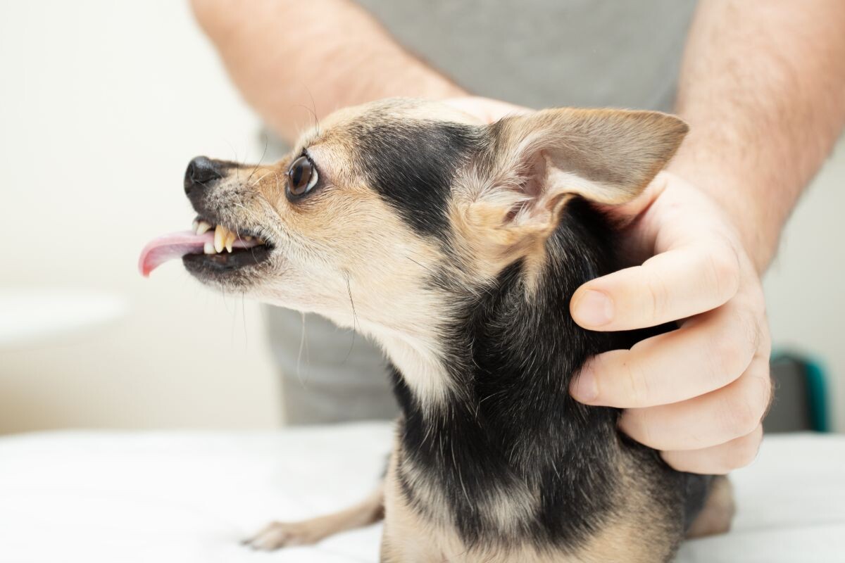 Раздражённая собачка 