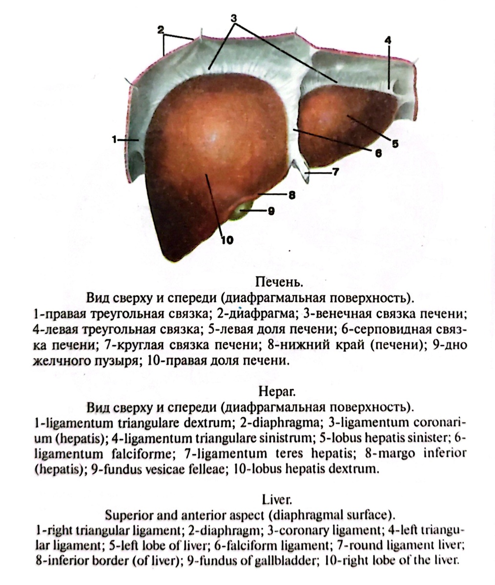 Печень. Вид сверху и спереди (диафрагмальная поверхность). 