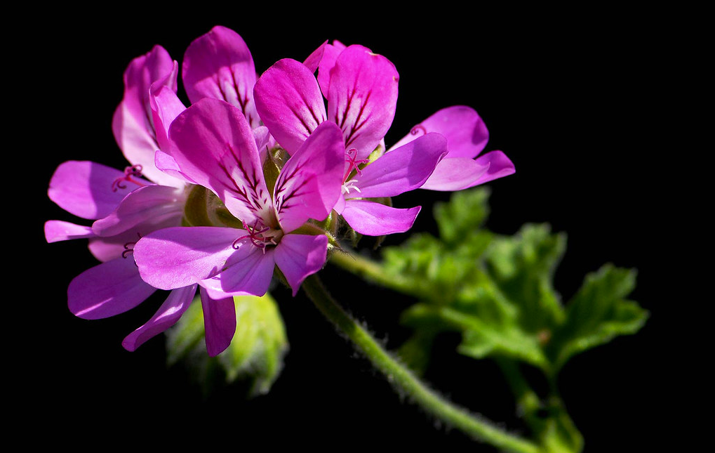 Фото: с сайта flickr