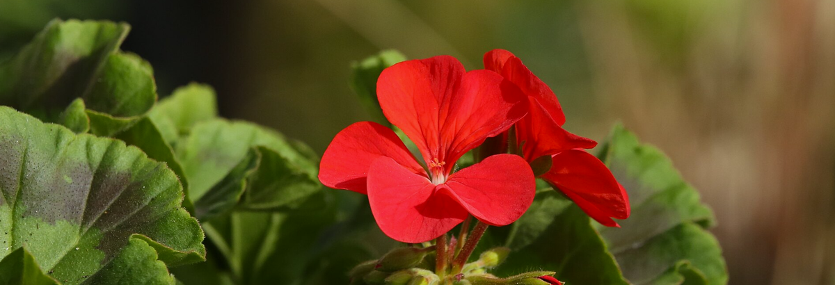 Фото: с сайта flickr