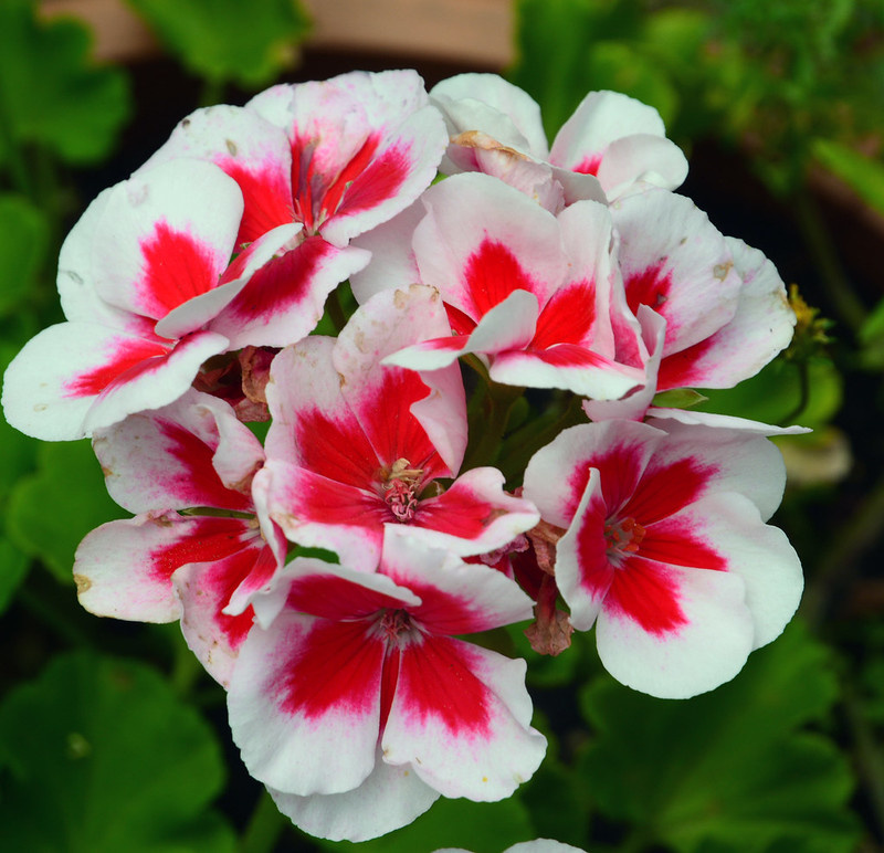 Фото: с сайта flickr