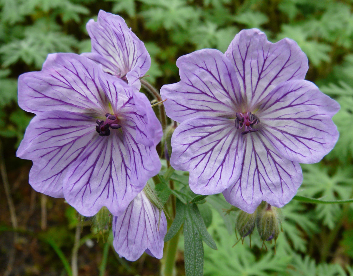 Фото: с сайта flickr