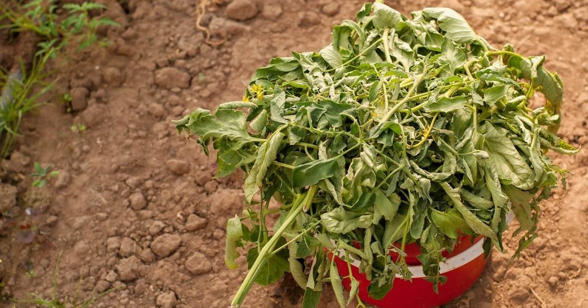 Растительные остатки – настоящее богатство для вашего огорода