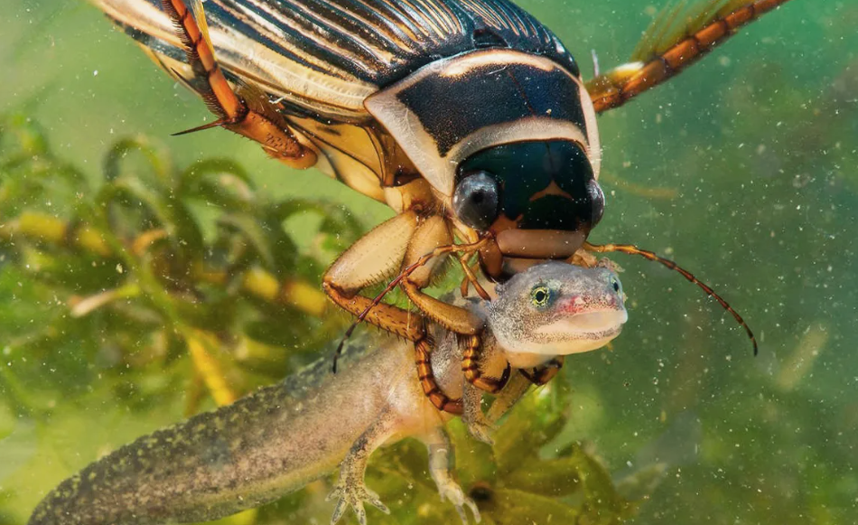 Почему жук-плавунец идеальный кандидат на роль злодея для фильма ужасов