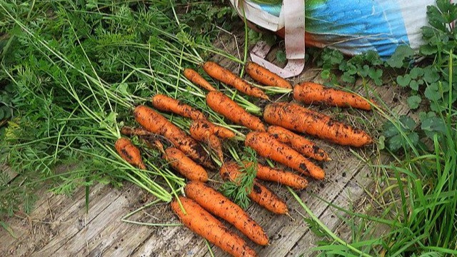 Подзимняя морковь радует ранним и обильным урожаем при правильном уходе.