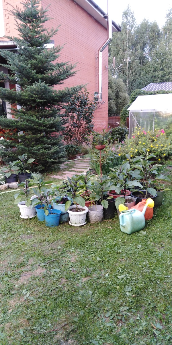 Контейнерный огород в июле. Все растет и потихоньку завязывается.