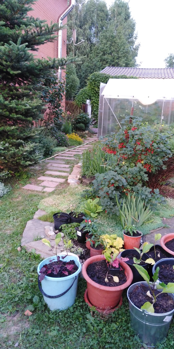 Почти конец июня - здесь я почти не верила в успех этого предприятия..... Смородина уже красная, а моя рассада ещё восстанавливается после долгого сидения в маленьких рассадочных горшках... 