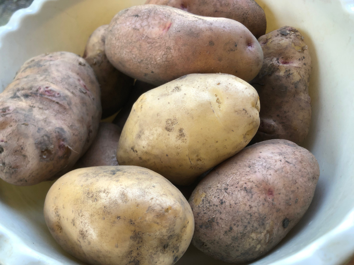 Вот такие толстячки. Фотоиллюстрации автора.