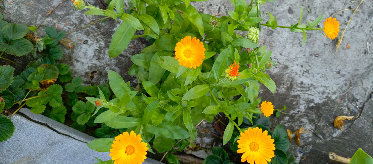 Вырос кустик календулы прямо в щели бетонной дорожки  .