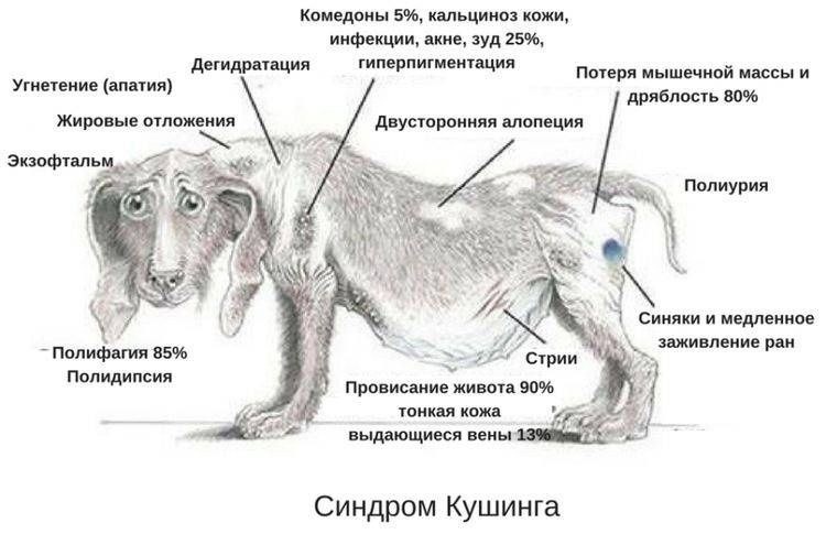 Схематичная картинка синдрома Кушинга