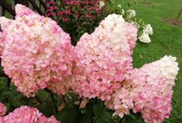 ХОТИТЕ, ЧТОБЫ ВАШИ ГОРТЕНЗИИ РОСКОШНО ЦВЕЛИ? СДЕЛАЙТЕ ЭТО