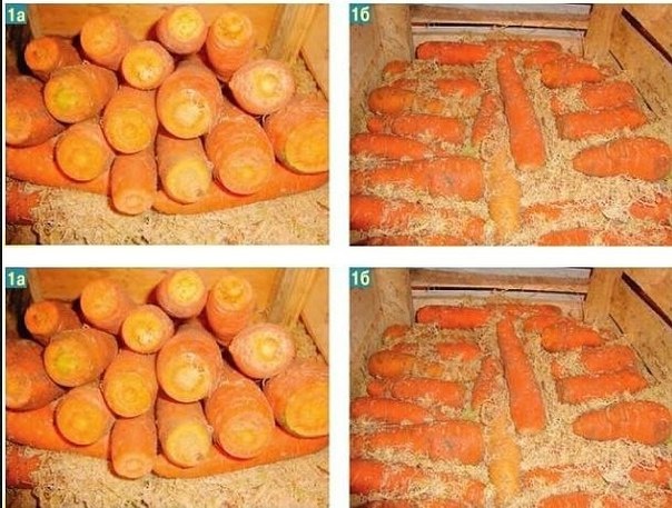 Морковь в подвале. Морковь в опилках. Закладка моркови на зиму. Хранение моркови в погребе. Хранение моркови на зиму в погребе.