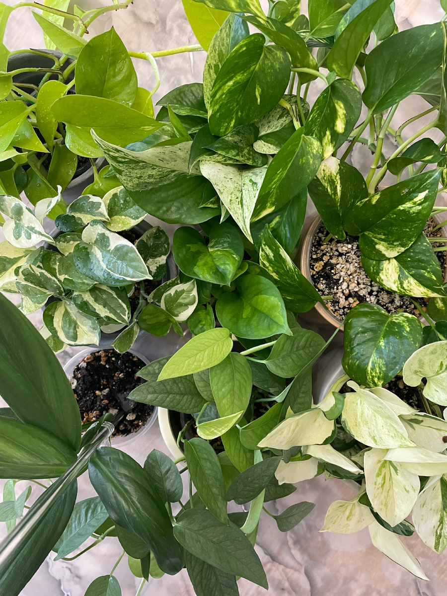 Мои эпипремнумы (8 сортов)