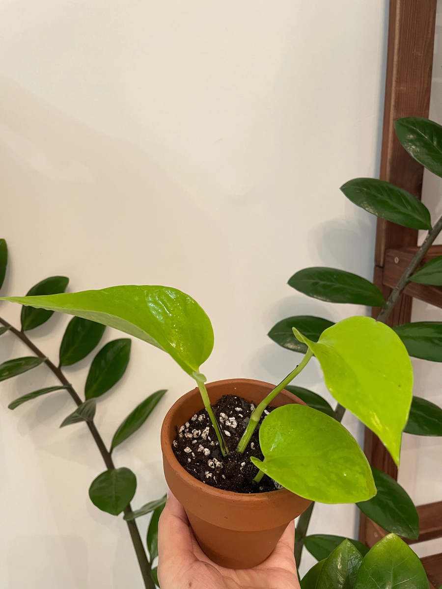 Эпипремнум Неон (декабрь 2023)