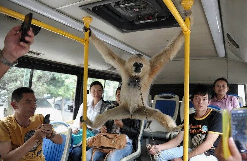 Седая обезьянка в автобусе.