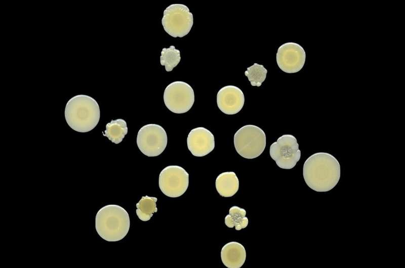 Ванкомицин-резистентный Staphylococcus aureus (VRSA) демонстрирует развитие мутантов, которые в будущем могут представлять угрозу в клинике. Фото: Samuel Blechman
