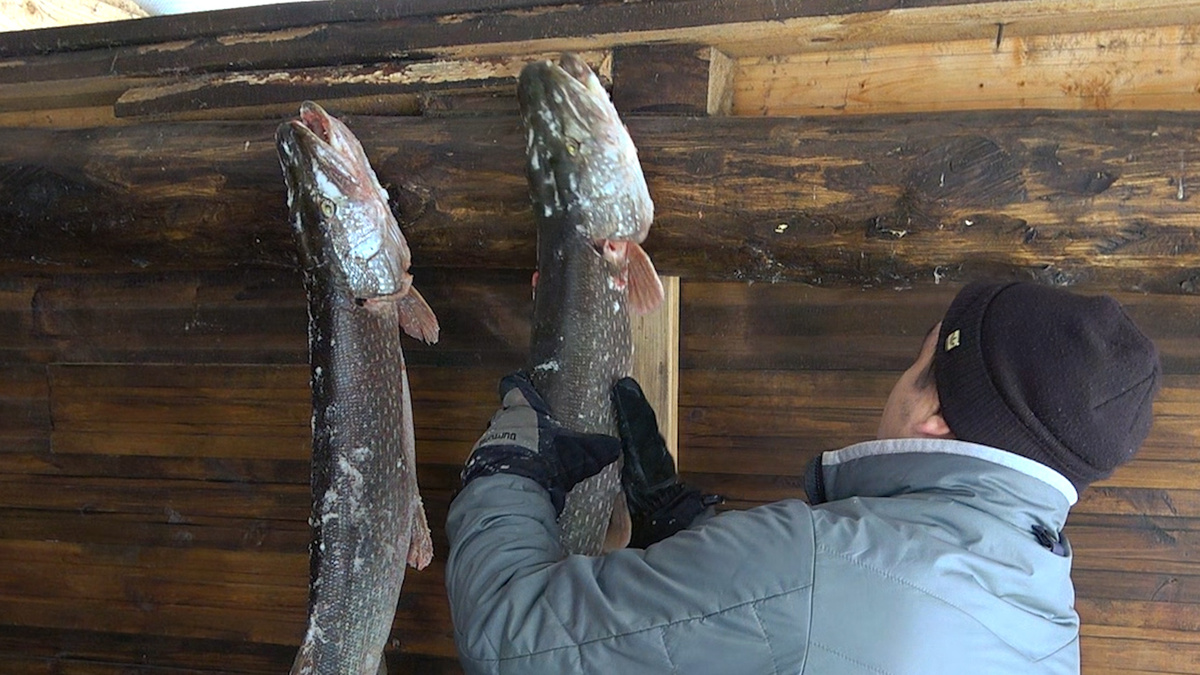 Обе щуки более 5кг, были пойманы в ночное врямя.