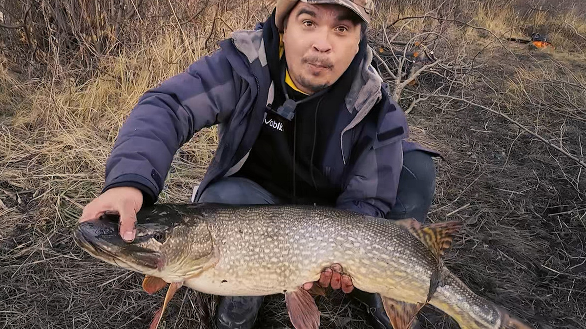 Щука весом около 10 кг была поймана на большого окуня, клюнула после обеда.