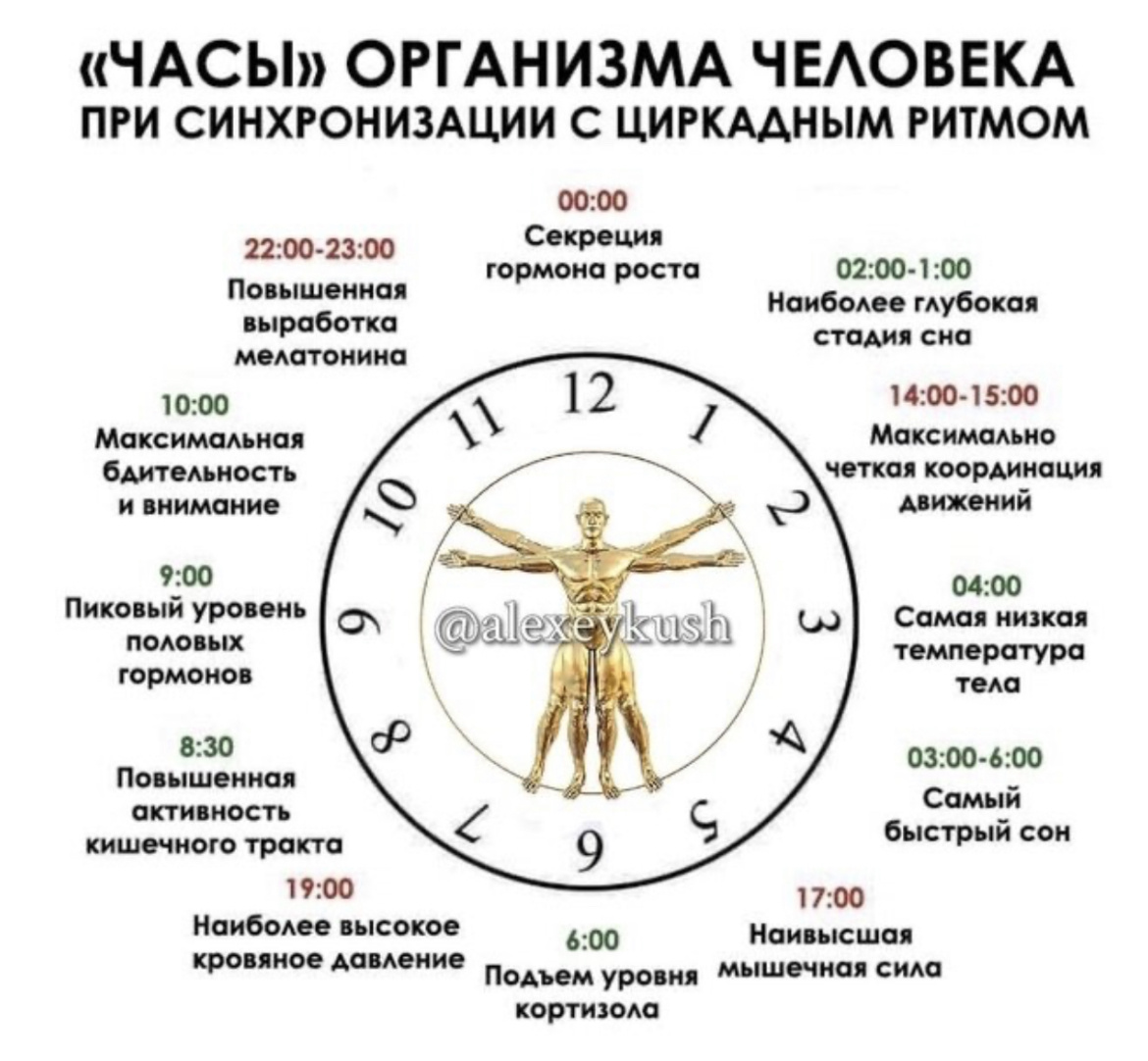 Циркульный ритм