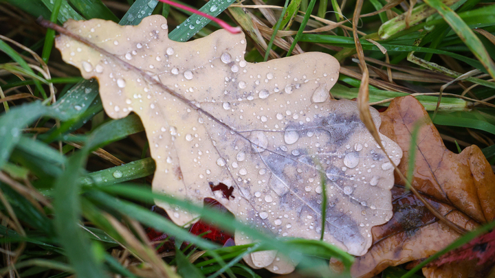 ФОТО: BULKIN SERGEY/NEWS.RU/GLOBALLOOKPRESS