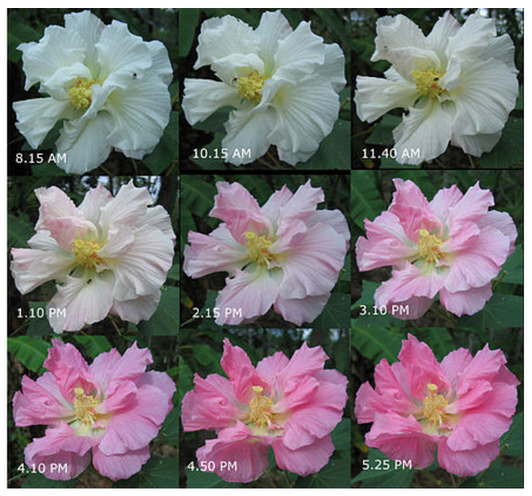 изменение цвета цветка в течение... 