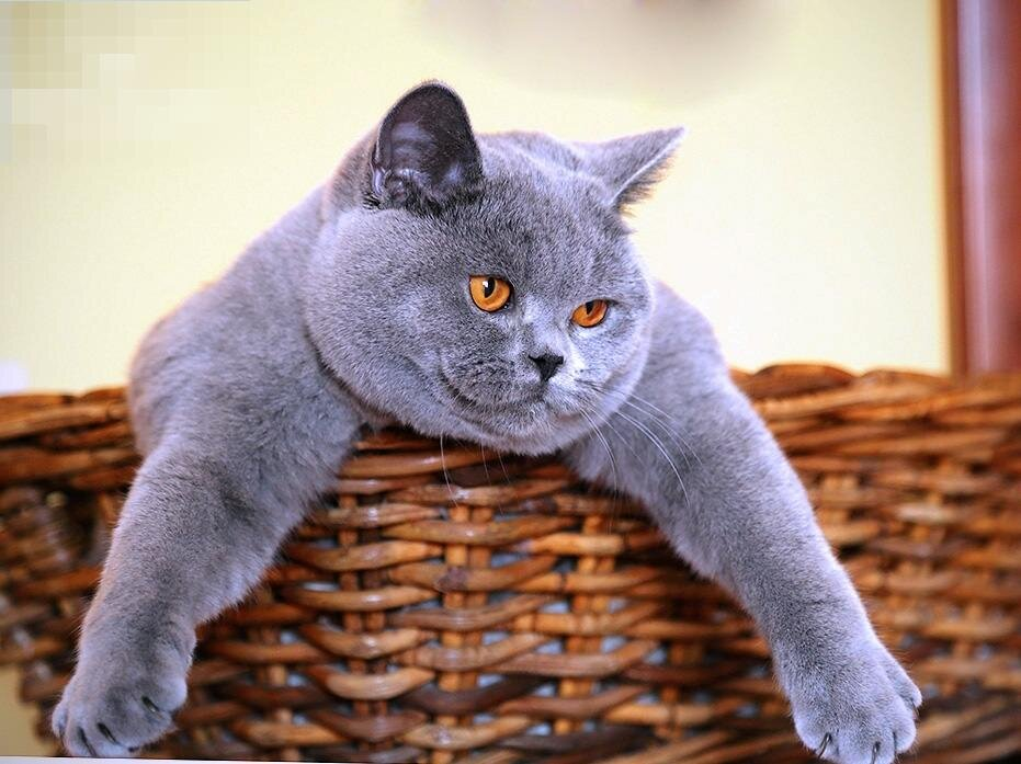 Фото с интернета.