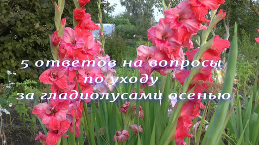 5 ответов на вопросы по уходу за гладиолусами осенью: полив, обрезка соцветий, подготовка к уборке