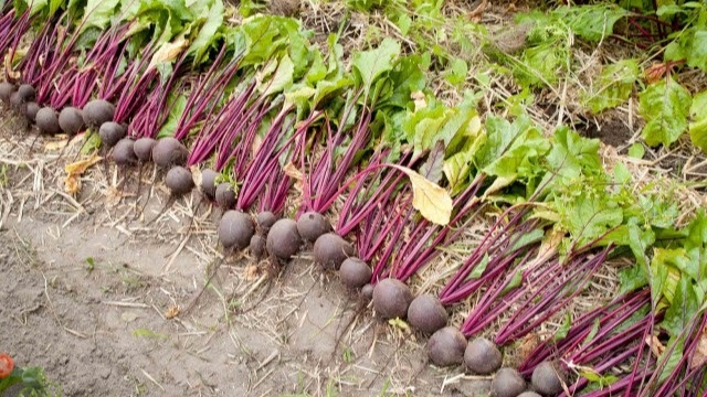 В связи с этим просушиваю корнеплоды на открытом воздухе не более часа. 