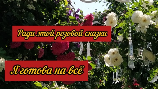 Розы. Мое счастье в протяженностью в три недели. Лето закончилось раньше времени.