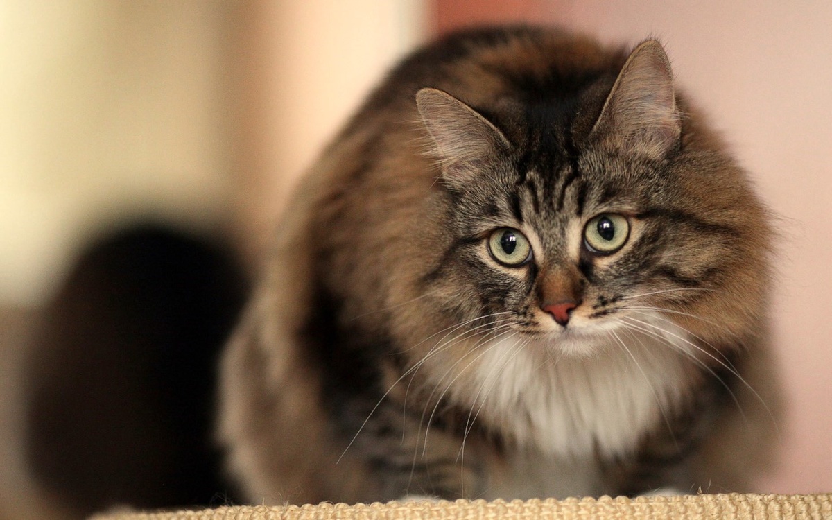 Ещё одно фото из интернета - кошка напоминает Марфушу, только уши у этой раза в два крупнее и грудка белая