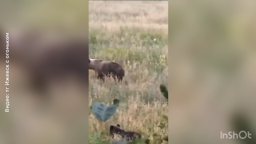 Семейство медведей засняли в Ярском районе Удмуртии! Мама и медвежата гуляли по полю, наслаждаясь теплым днем!