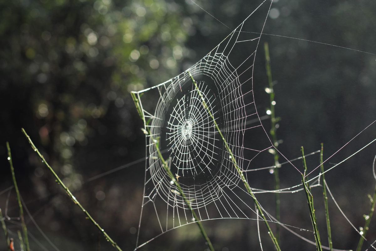 Фото: piqsels.com