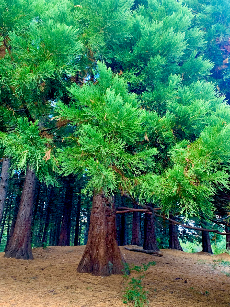 Мамонтова дерево