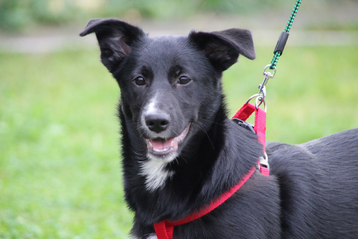 Чё было тогда! Это меня учили на поводке ходить.